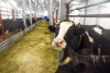 В поселке Красное СПК «Харп» открыл молочно-товарную ферму