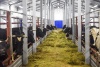 В поселке Красное СПК «Харп» открыл молочно-товарную ферму