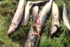Природоохрана НАО пресекла вывоз в республику Коми крупной партии незаконно добытой рыбы