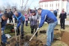 В НАО во всероссийский день посадки леса высажено более 400 саженцев березы