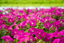 ​Нарьян-Мар и сёла округа украсят более 30 тысяч цветов
