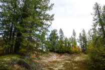 ​В НАО создадут консолидированную базу данных лесоустройства Ненецкого лесничества
