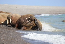 ​На острове Вайгач учёные наблюдают за атлантическими моржами