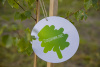 В Нарьян-Маре посадили деревья в рамках Всероссийской акции «Сохраним лес»