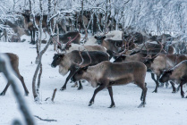 ​В Ненецком автономном округе увеличен объём субсидии на поддержку северного оленеводства