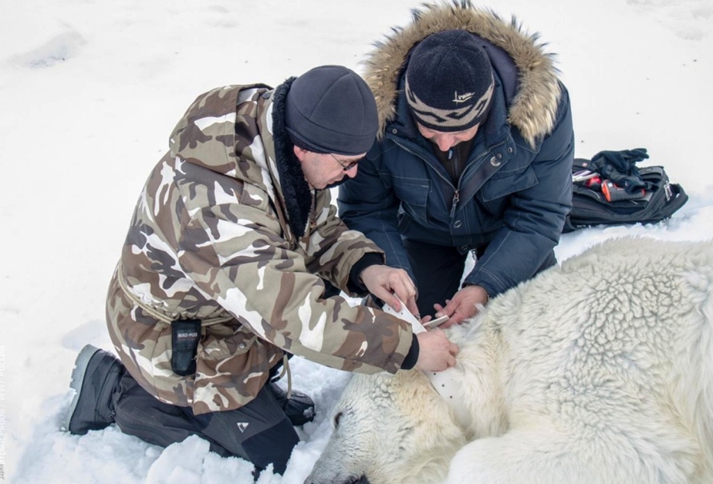 Департамент природных ненецкий. Белый медведь Ненецкий автономный округ. Спутниковый ошейник на белого медведя.